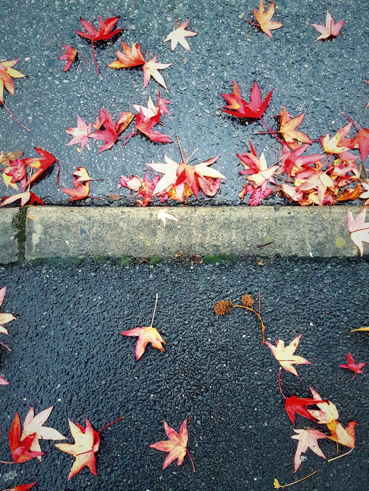 wp-1445460349164 image